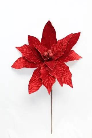 Poinsettia