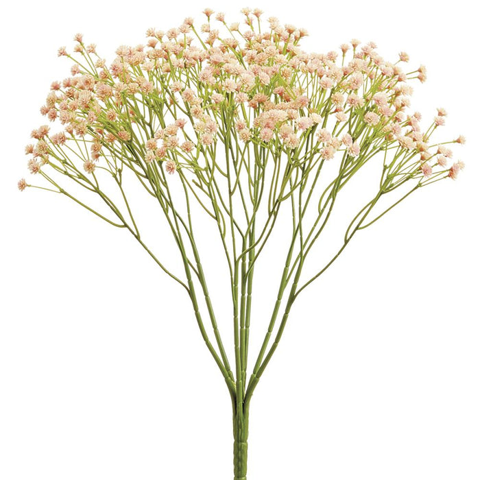 Gypsophila