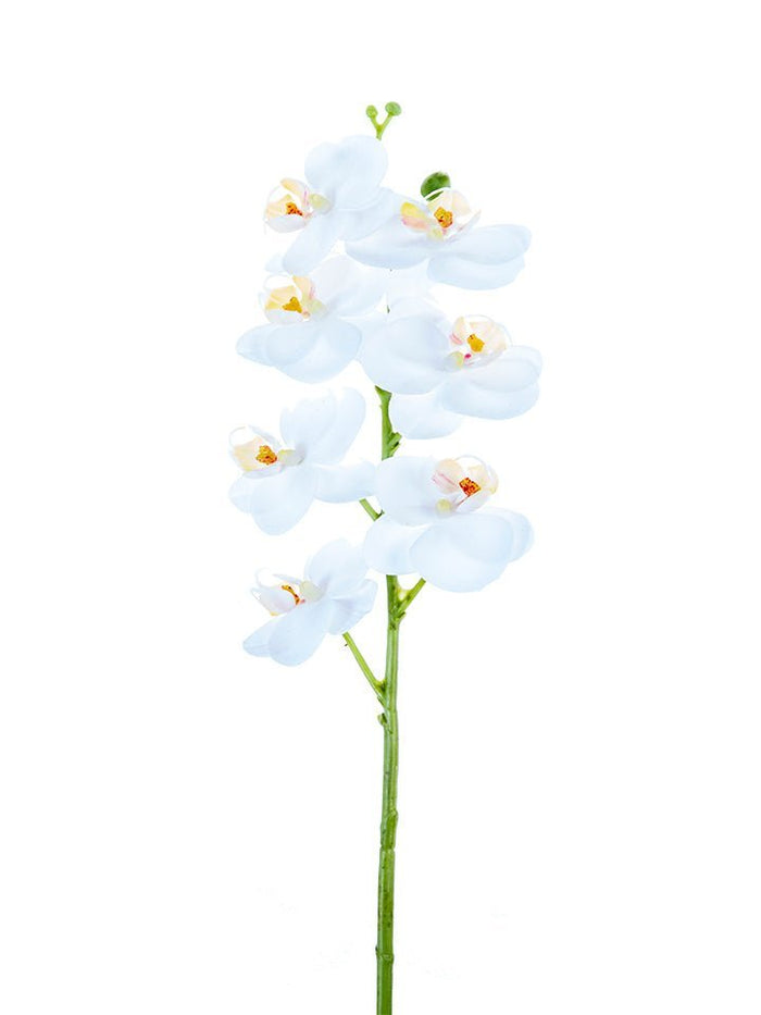 Orchids