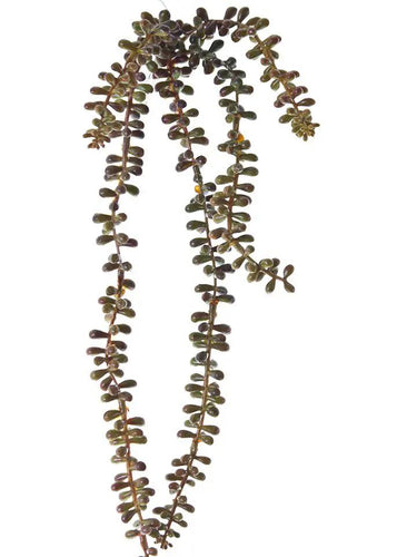 AmBest Sedum Hanging Stem Yellow-Brown 23" - Uncategorized Silk