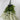 GSC Wisteria Hanging Bush Cream - Artificial Flora Silk