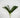 Phalaenopsis Leaves Green 10"