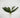 Phalaenopsis Leaves Green 12"