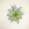 Supreme Butterfly Succulent Grey/Green - Potted Houseplants Silk