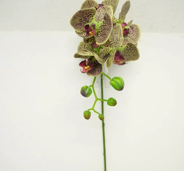 Supreme Phalaenopsis Stem Green-Burgundy 28" - Uncategorized Silk