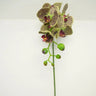 Supreme Phalaenopsis Stem Green-Burgundy 28" - Uncategorized Silk