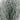 Le Fleur Frosted Pine Bush Green 12" - Artificial Shrubs Silk