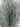Le Fleur Frosted Pine Bush Green 12" - Artificial Shrubs Silk
