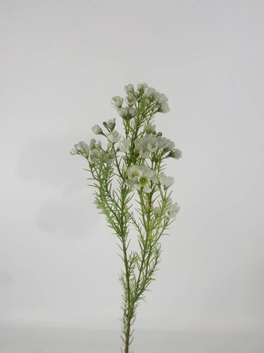 Supreme Wax Flower Spray White 32" - Uncategorized Silk