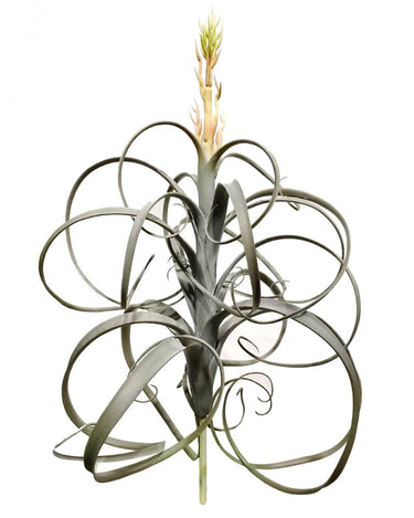 Greenhouse International Tillandsia 22" - Silk