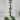 Le Fleur Swan Fern Garland 6" - Garlands Silk