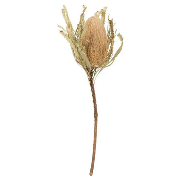 Vickerman Natural Banksia Flower Stem 12" - Uncategorized Silk