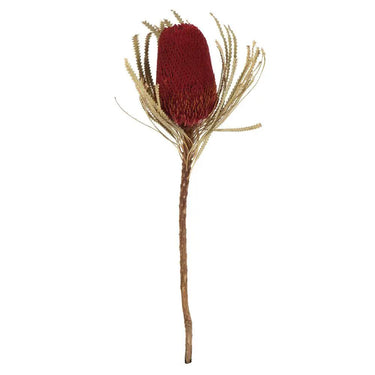 Vickerman Red Banksia Flower Stem 12" - Uncategorized Silk