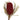 Vickerman Red Banksia Flower Stem 12" - Uncategorized Silk