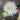 Le Fleur Dahlia Spray Cream 29" - Artificial Flowering Plants Silk