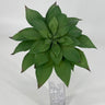 Supreme Butterfly Succulent Green - Artificial Non-Flowering Plants Silk