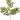 Greenhouse International Button Leaf Spray 28"L - Silk