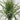 Le Fleur Grass Bush 27.5" - Uncategorized Silk