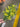 Le Fleur Mini Lily Bush 21" Yellow - Uncategorized Silk