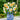 FreshCut Paper LLC Mini English Daffodils Pop-Up Greeting Card - Greeting Cards Merchandise