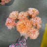 Le Fleur Thistle Bundle Orange 14.5" - Silk