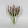 Select Finger Echeveria Dusty Burgundy 7" - Potted Houseplants Silk