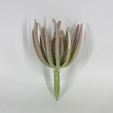 Select Finger Echeveria Dusty Burgundy 7" - Potted Houseplants Silk