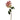 Winward Full, Open Dutchess Rose Stem Pink 20" - Uncategorized Silk