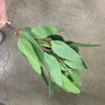 Supreme Eucalyptus Bundle 15" Green - Artificial Non-Flowering Plants Silk