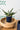 Accent Decor Dark Blue Romey Pot with Saucer 4.25" x 4.75" - Pots Merchandise
