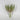 Select Finger Echeveria Dusty Pink 7" - Potted Houseplants Silk