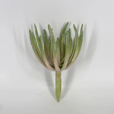 Select Finger Echeveria Dusty Pink 7" - Potted Houseplants Silk
