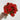Le Fleur Rose Bundle Orange 12" - Uncategorized Silk