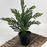 Le Fleur Araucaria Pine Tree in Pot Green 16" - Artificial Trees Silk