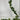 Direct Export Salal Garland - Garlands Silk