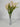 Fortune Freesia Bush Pink - Bushes Silk