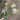 Allstate Gloriosa Spray Cream 34" - Uncategorized Silk