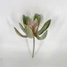 Select Narrow Leaf Echeveria Dusty Pink 8" - Potted Houseplants Silk