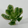 Supreme Succulent Saucer Green-Pink Pick - Uncategorized Silk
