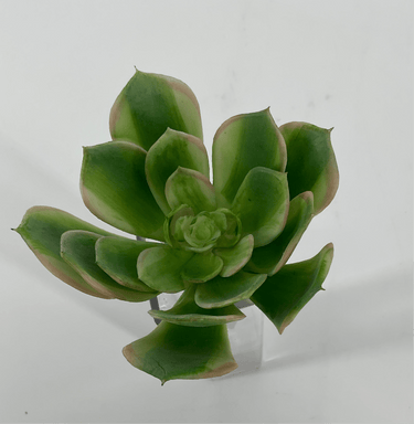 Supreme Succulent Saucer Green-Pink Pick - Uncategorized Silk