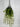 GSC Wisteria Hanging Bush Cream - Artificial Flora Silk
