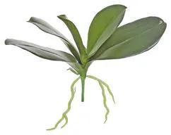 Select Phalaenopsis Leaves (x5) 10.5" - Artificial Non-Flowering Plants Silk