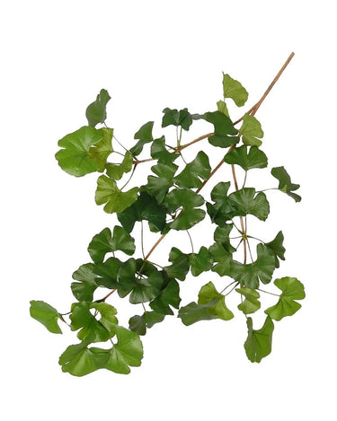 Greenhouse International Sweet Ginkgo Spray 28"L - Silk