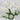 GSC Daisy Bush White 21" - Uncategorized Silk