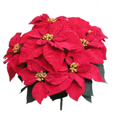 GSC Velvet Poinsettia Red Bush x7 - Artificial Flowering Plants Silk