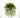 Wisteria Cream Hanging Basket