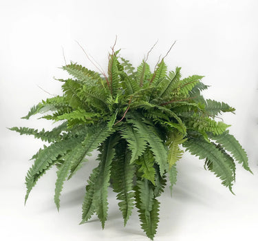 Boston Fern in Mache Pot