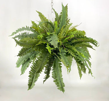 Fern Three Bush Hanging Basket