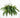 Fern Two Bush Hanging Basket
