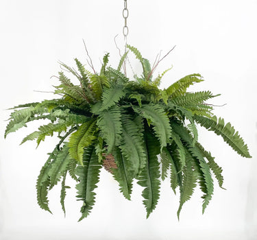 Fern Two Bush Hanging Basket